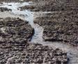 A muddy field with a small stream running through it, patches of green grass sprouting amidst the soil.