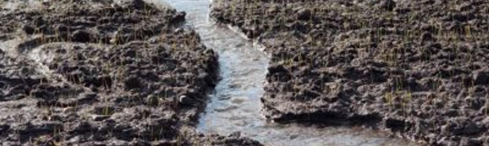 A muddy field with a small stream running through it, patches of green grass sprouting amidst the soil.