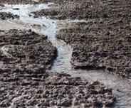A muddy field with a small stream running through it, patches of green grass sprouting amidst the soil.