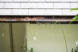 leaky gutter with pine needle debris buildup