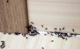 group of ants crawling on interior flooring and doorway
