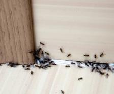 group of ants crawling on interior flooring and doorway