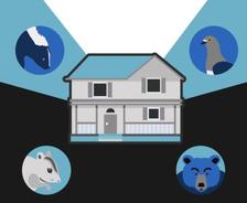 infofraphic of animals and basement