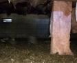 Dirty crawlspace with insulation falling.
