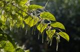 Japanese Knotwood plant in South Carolina