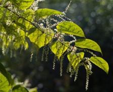 Japanese Knotwood plant in South Carolina