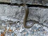 snake slithering through concrete foundation gap