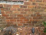 settling foundation