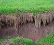 grass roots