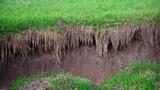 grass roots