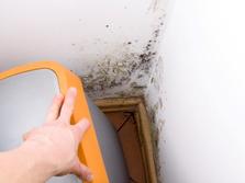 moldy walls