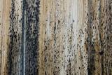 mold or bug feces