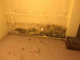 Mold and Mildew developed in your crawl space because of moisture