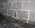 snake living in a crawl space