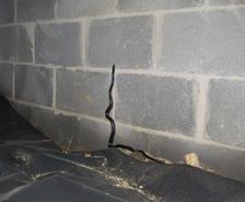 snake living in a crawl space