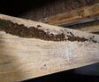 Mold on beam in crawlspace
