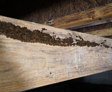 Mold on beam in crawlspace
