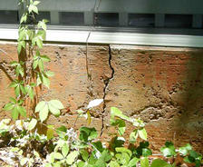 Plants too close to the exterior foundation.