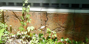 Plants too close to the exterior foundation.