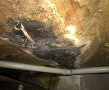 moldy insulation in crawl space