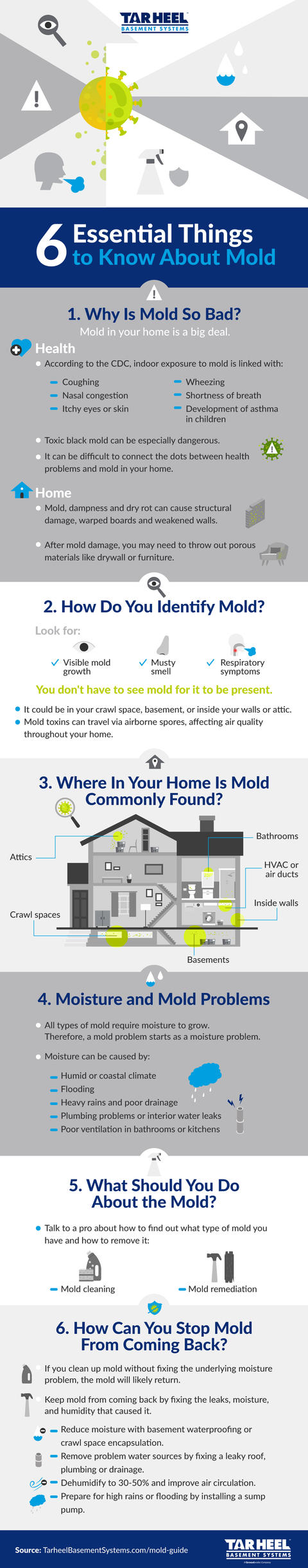 6 Essential Things to know about mold infographic
