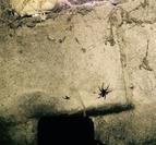 crawl space pests