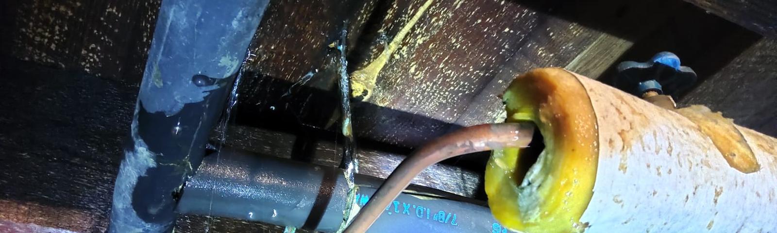Basement pipes leaking with wet wood joist.