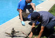 crew installing polyrenewal around pool deck