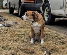 Dog outside at residential project site.