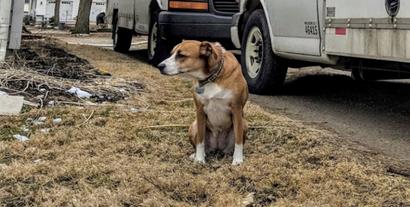 Dog outside at residential project site.