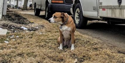 Dog outside at residential project site.