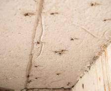 spiders in crawl space