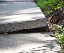 concrete damaged by tree root