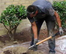 Crew digging in yard soil.