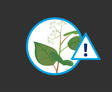 social graphics THBS Japanese Knotweed