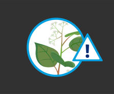 social graphics THBS Japanese Knotweed