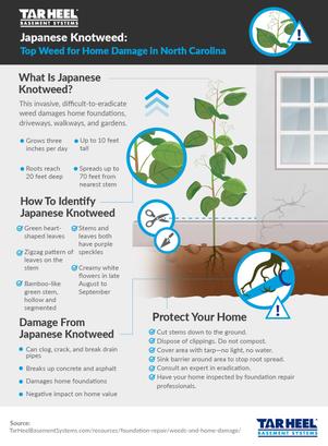 Japanese Knotweed , home damage infographic