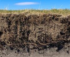 Soil washout and erosion.