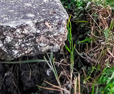 Close-up of an uneven concrete slab next to a patch of grass and weeds.