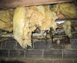 wet insulation in damp crawl space