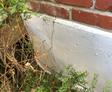 Vertical crack in foundation near plant foliage.