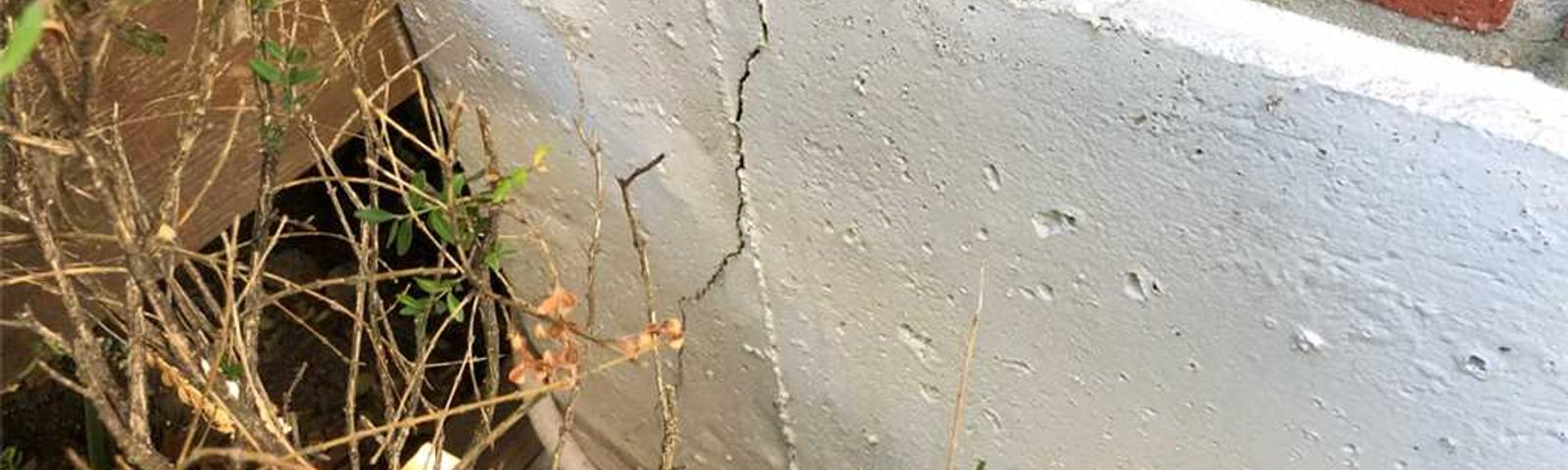 Vertical crack in foundation near plant foliage.