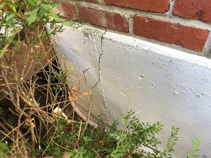 Vertical crack in foundation near plant foliage.