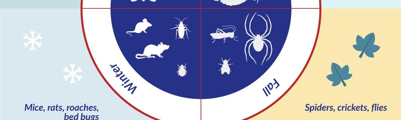 Summer Creepy Crawler Guide