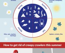Summer Creepy Crawler Guide