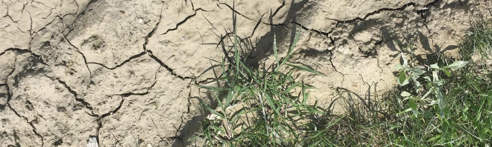 Dry and cracked soil