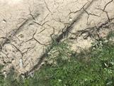 Dry and cracked soil
