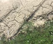 Dry and cracked soil