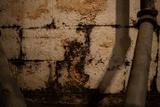 mold on basement wall