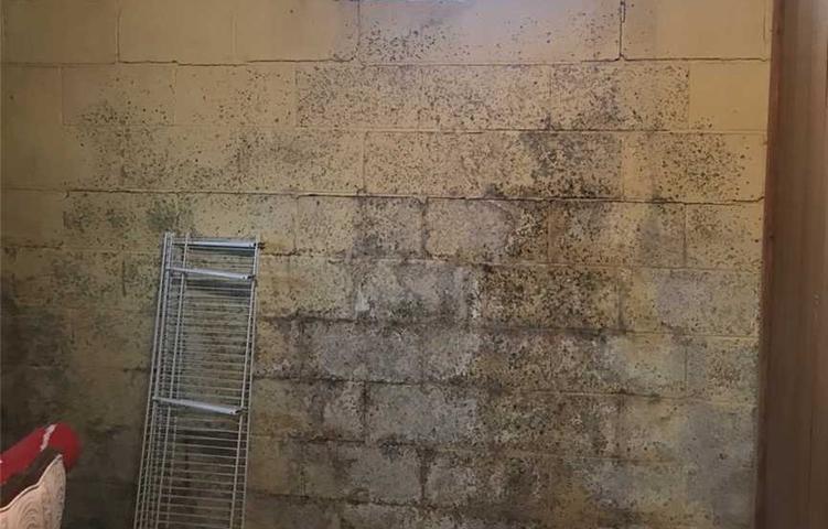 Black mold on basement walls